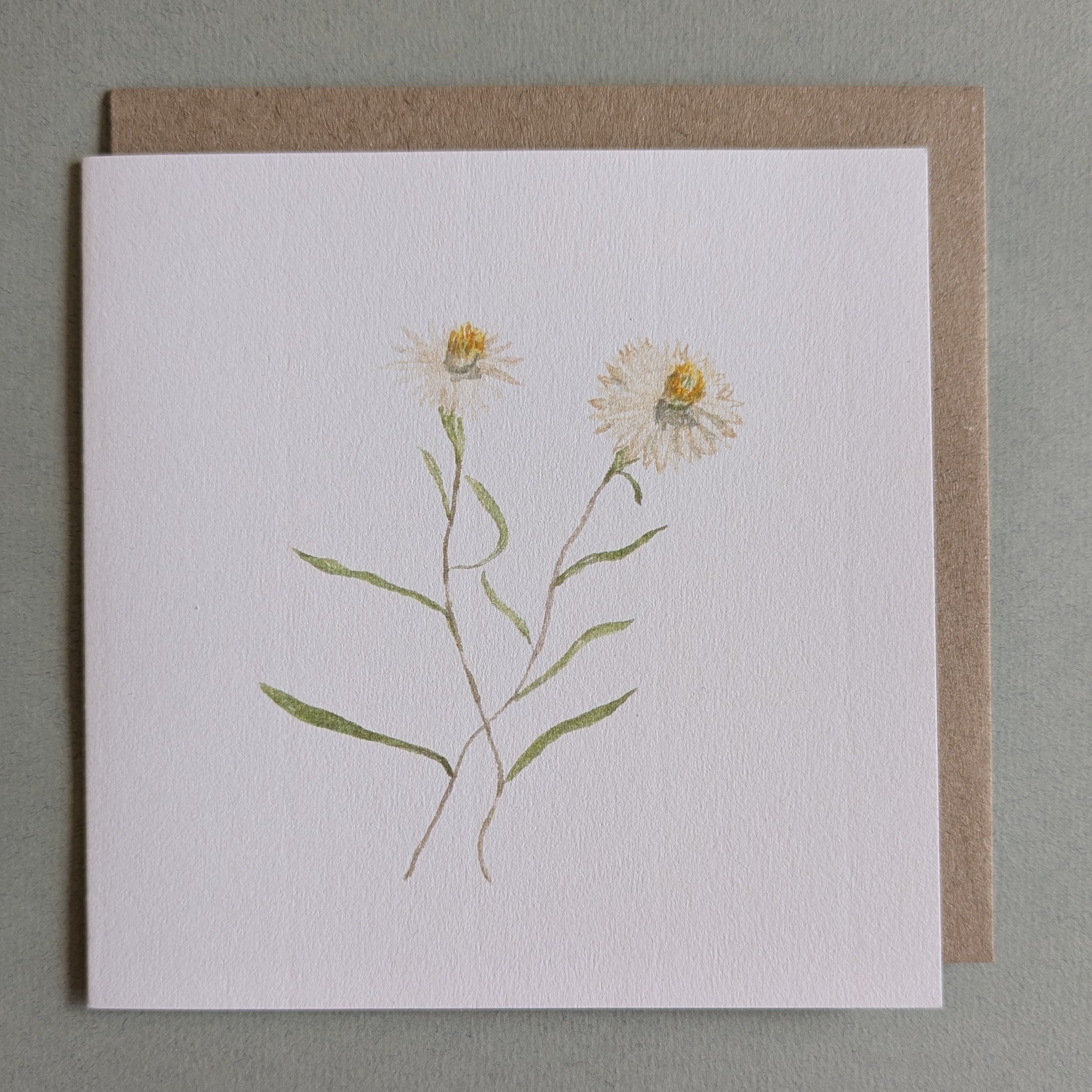 Everlasting Daisies Card