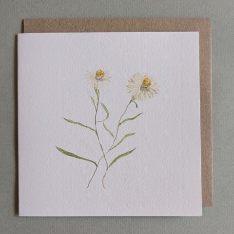 Everlasting Daisies Card
